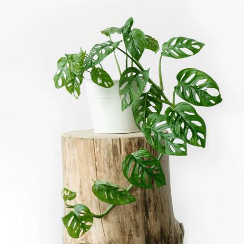 monstera bakımı