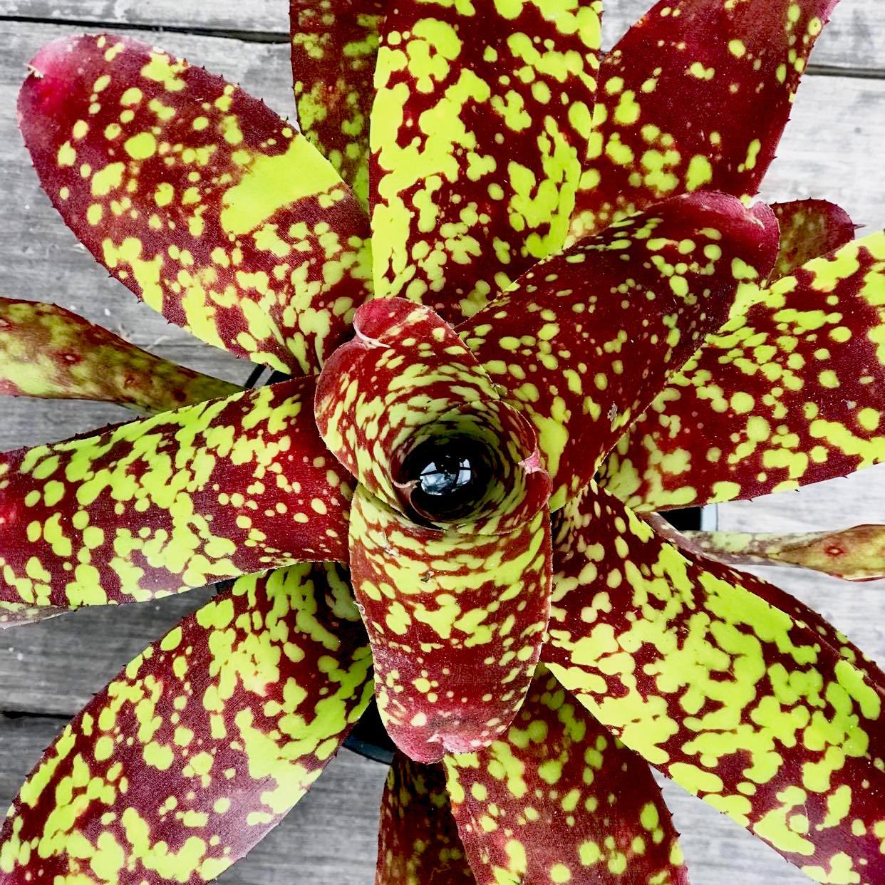 Neoregelia bakımı