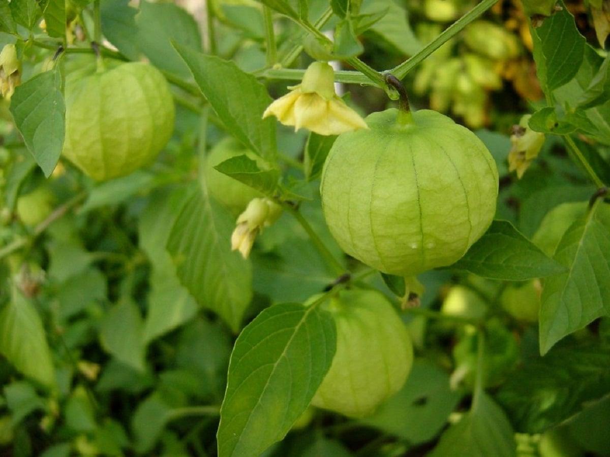 Tomatillos bakımı