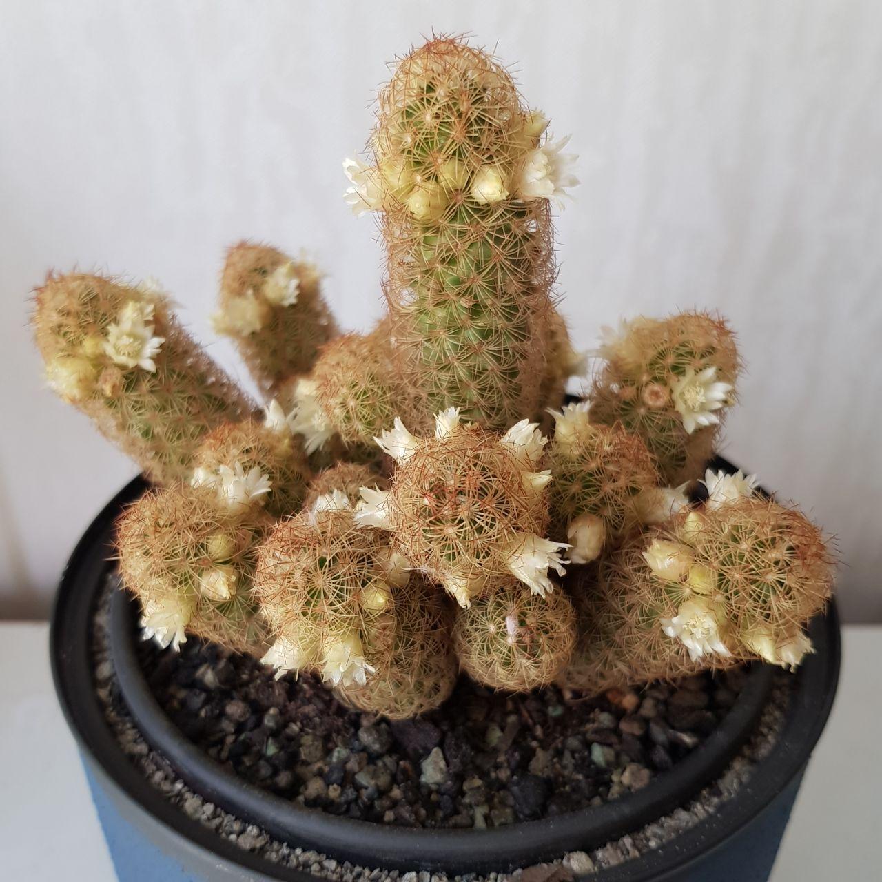 Mammillaria Elongata Fildişi Kaktüs Bakımı